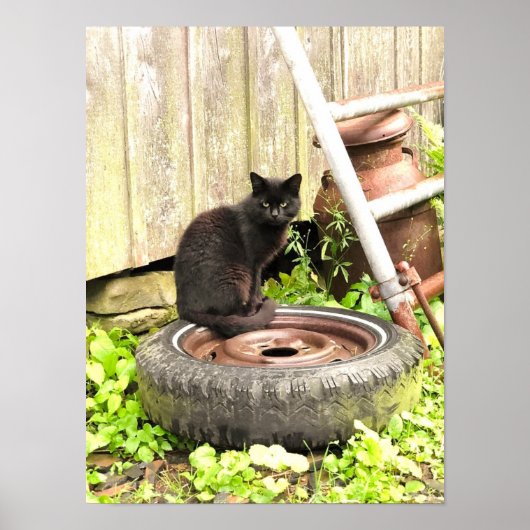 Poster - Black Barn Cat (Vorne)