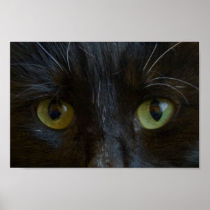Poster: Black Cat Eyes Poster