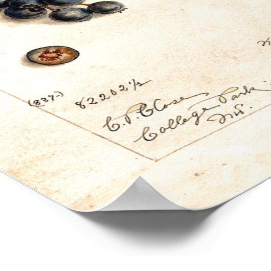 Poster - Blaubeeren von James Shull (Ecke)