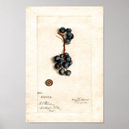 Poster - Blaubeeren von James Shull