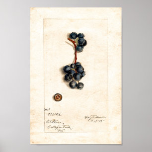 Poster - Blaubeeren von James Shull