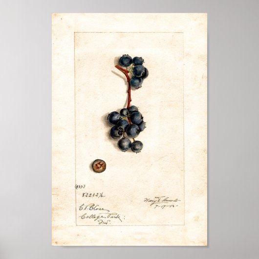 Poster - Blaubeeren von James Shull (Vorne)