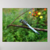 Poster Blue Dasher Dragonfly (Vorne)