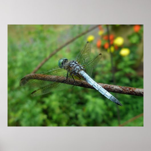 Poster Blue Dasher Dragonfly (Vorne)