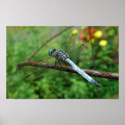 Poster Blue Dasher Dragonfly (Vorne)