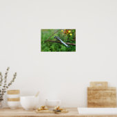 Poster Blue Dasher Dragonfly (Küche)