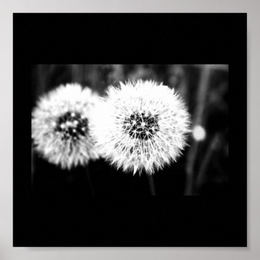 Poster-Blume-141 Poster (Vorne)
