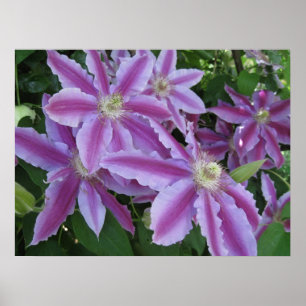 POSTER - Blume von Clematis im Frühjahr im Vereini