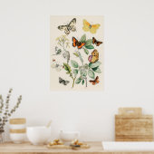 Pôster Borboletas e Mariposas by William F Kirby Poster (Küche)