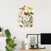 Pôster Borboletas e Mariposas by William F Kirby Poster (Heimbüro)