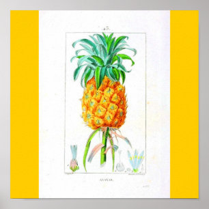 Poster-Botanicals-Ananas Poster