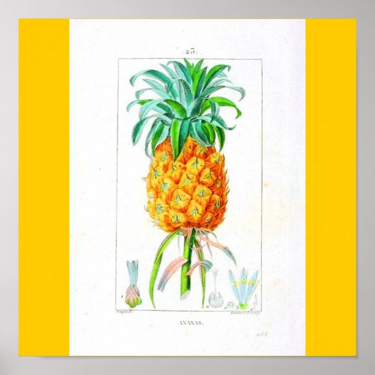 Poster-Botanicals-Ananas Poster (Vorne)