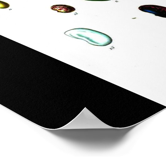 Poster-Botanicals-Beans Poster (Ecke)