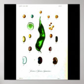 Poster-Botanicals-Beans Poster (Vorne)