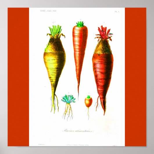Poster-Botanicals-Karotte Poster (Vorne)