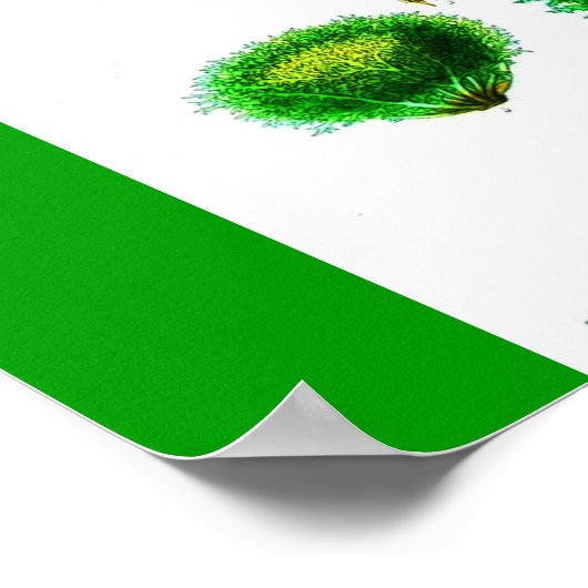 Poster-Botanicals-Lettuces Poster (Ecke)