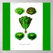 Poster-Botanicals-Lettuces Poster (Vorne)
