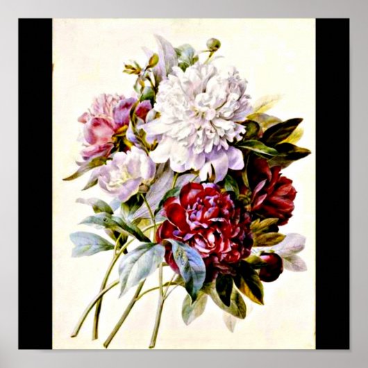 Poster-Botanicals-Pierre Joseph Redoute 16 Poster (Vorne)