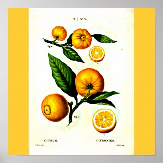 Poster-Botanicals-Pierre Joseph Redoute 23 Poster (Vorne)