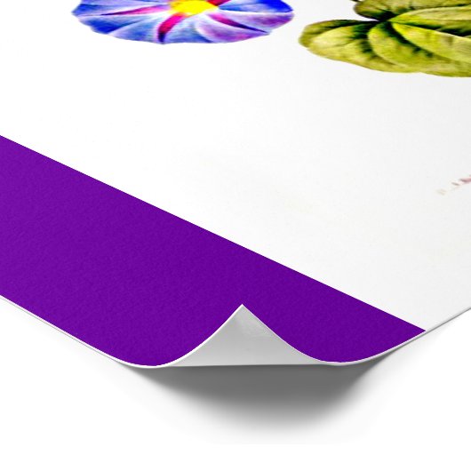 Poster-Botanicals-Pierre Joseph Redoute 6 Poster (Ecke)