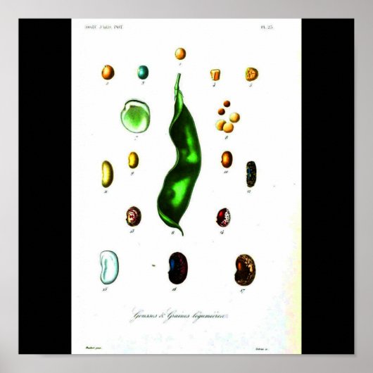 Poster-Botanik-Bohnen Poster (Vorne)