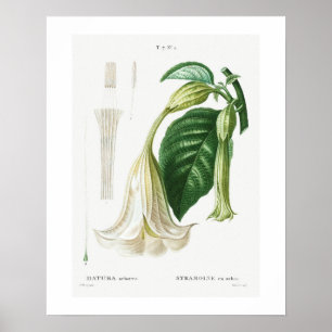 POSTER : BOTANISCH : ANGEL'S TRUMPET : REDOUTÉ