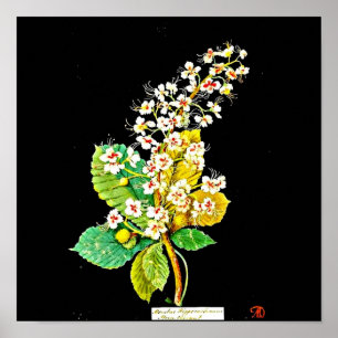 Poster-Botanische Kunst-Mary Delany 11 Poster