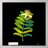 Poster-Botanische Kunst-Mary Delany 13 Poster (Vorne)