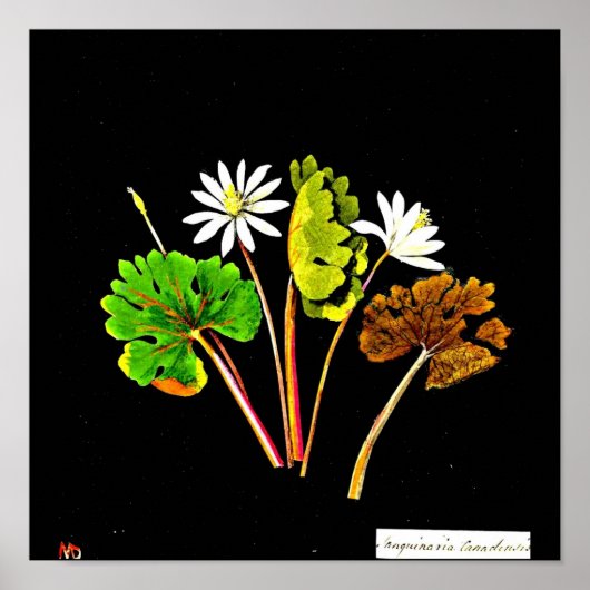 Poster-Botanische Kunst-Mary Delany 14 Poster (Vorne)