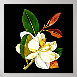 Poster-Botanische Kunst-Mary-Delany 1 Poster
