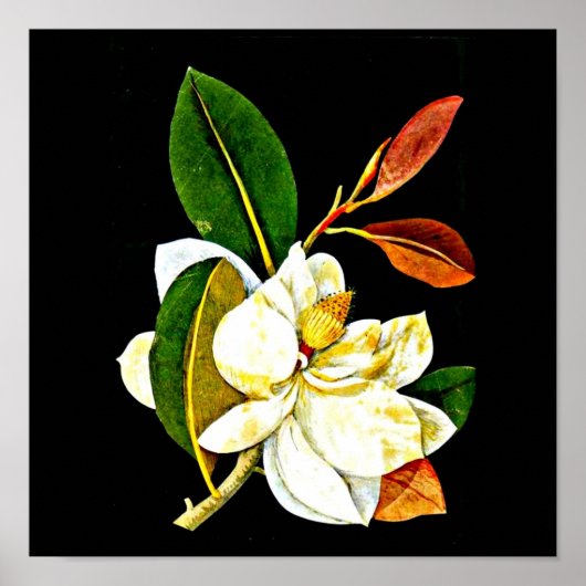 Poster-Botanische Kunst-Mary-Delany 1 Poster (Vorne)