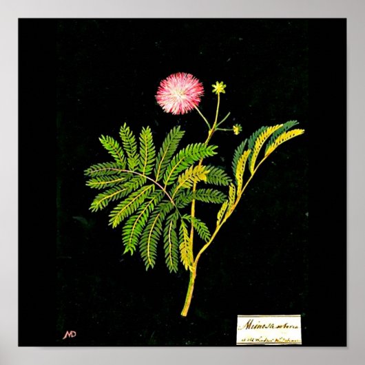 Poster-Botanische Kunst-Mary Delany 21 Poster (Vorne)