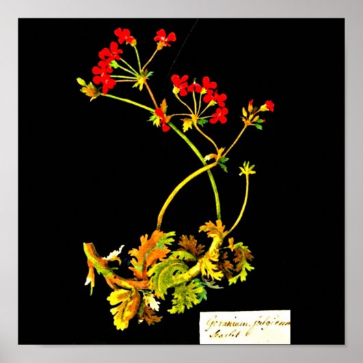 Poster-Botanische Kunst-Mary Delany 22 Poster (Vorne)