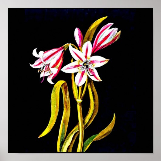 Poster-Botanische Kunst-Mary Delany 3 Poster (Vorne)