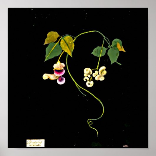 Poster-Botanische Kunst-Mary-Delany 5 Poster (Vorne)