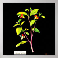Poster-Botanische Kunst-Mary Delany 7
