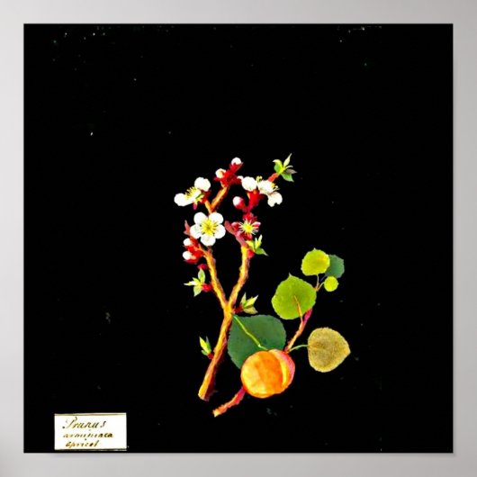 Poster-Botanische Kunst-Mary-Delany 9 Poster (Vorne)