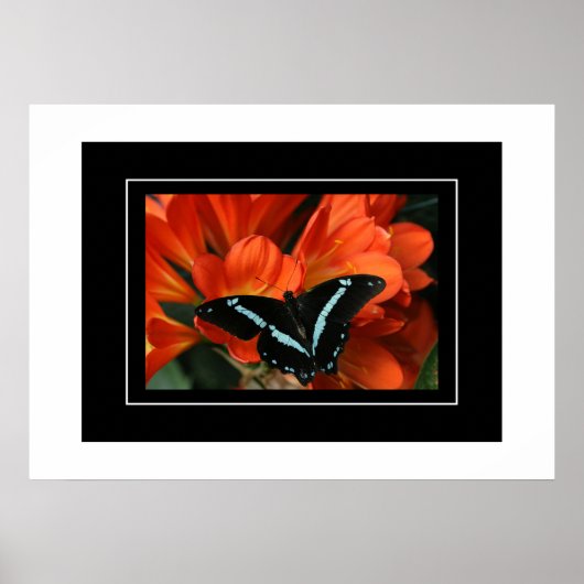 Poster Butterfly/Blume (Vorne)