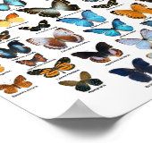 Poster - Butterfly Collection (Ecke)
