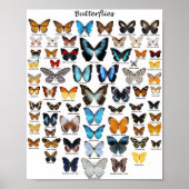 Poster - Butterfly Collection (Vorne)