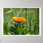 Poster - Calendula Bloom (Vorne)
