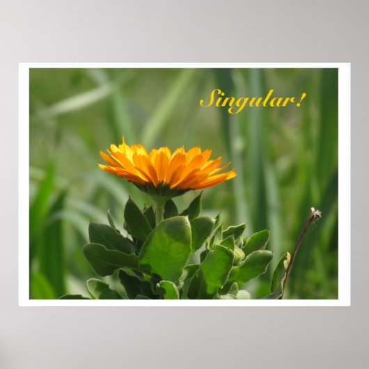 Poster - Calendula Bloom (Vorne)