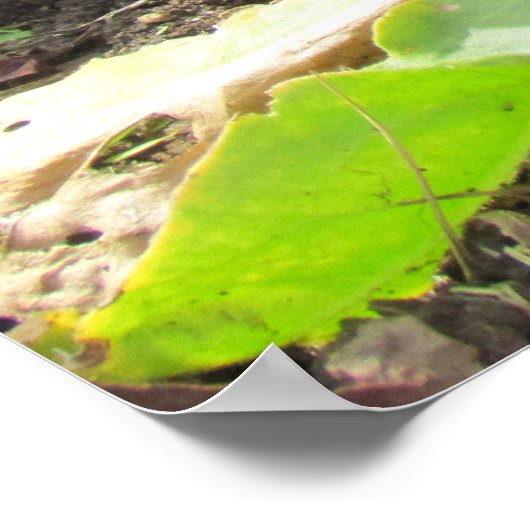 Poster - Calendula Blossom (Ecke)