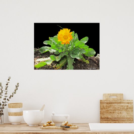 Poster - Calendula Blossom (Küche)