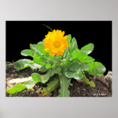 Poster - Calendula Blossom (Vorne)