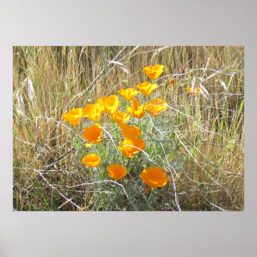 Poster - California Poppies (Vorne)