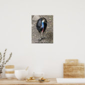 Poster Cassowary Birds of Australia (Küche)