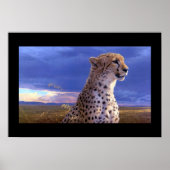 Poster-Cheetah Poster (Vorne)