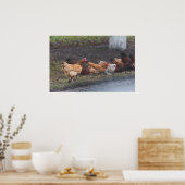 Poster-Chickens auf der Straße Poster (Küche)