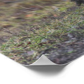 Poster-Chickens auf der Straße Poster (Ecke)